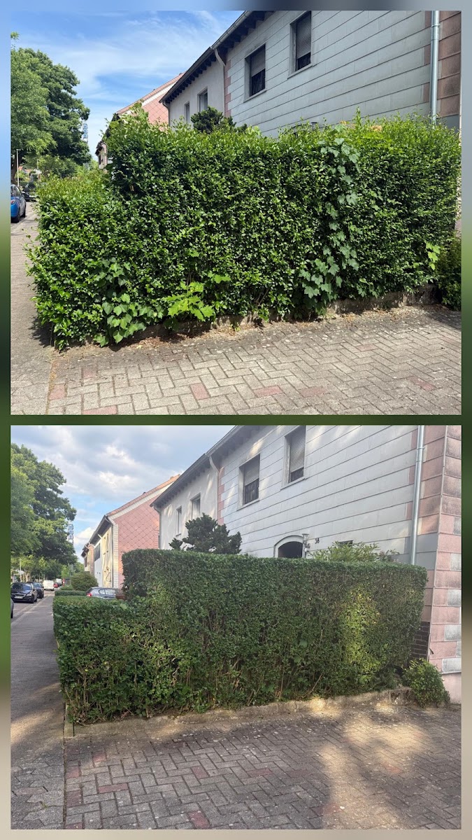 Vorher-Nachher: zugewachsene Hecke am Straßenrand wird geschnitten